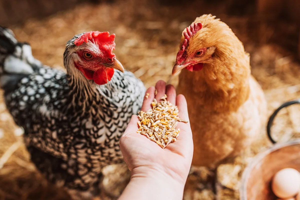 The Essential Guide to Poultry Health Management: Tips and Medications